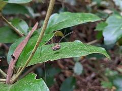 Leiobunum