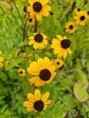 Sanvitalia procumbens