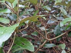 Leiobunum