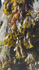 Fucus distichus