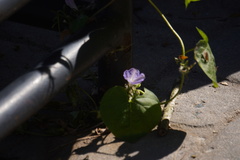 Ipomoea hederacea