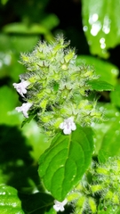 Clinopodium chinense
