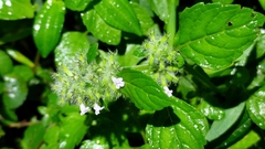 Clinopodium chinense