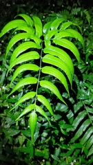 Coniogramme intermedia