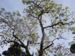 Erythrina falcata