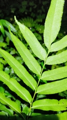 Coniogramme intermedia