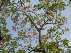 Erythrina falcata