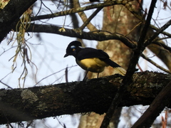 Cyanocorax chrysops