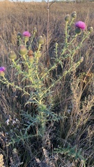 Cirsium serrulatum