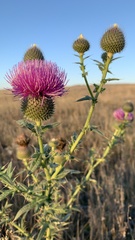 Cirsium serrulatum