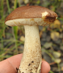 Leccinum
