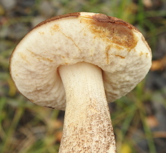 Leccinum
