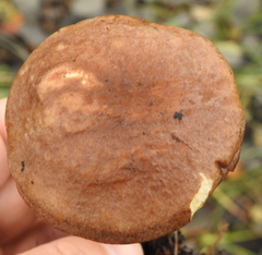 Leccinum