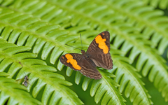 Adelpha saundersii frontina