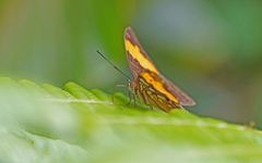 Adelpha saundersii frontina