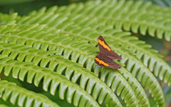 Adelpha saundersii frontina