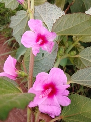 Malvaceae