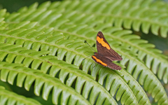 Adelpha saundersii frontina