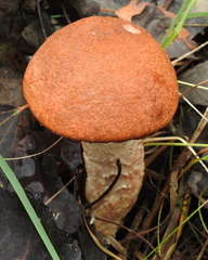 Leccinum