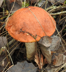 Leccinum