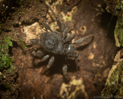 Onidistus araneus