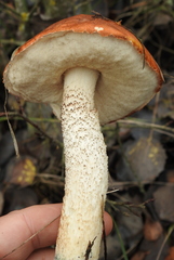 Leccinum