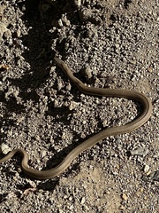 Regina septemvittata