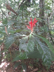 Aphelandra