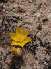 Ornithogalum rupestre