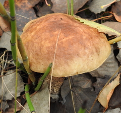 Leccinum