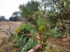 Taxus wallichiana