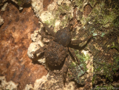 Methidrysis afflicta