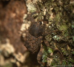 Methidrysis afflicta