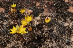 Ornithogalum rupestre