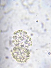 Snowella