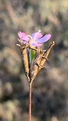 Dianthus borbasii