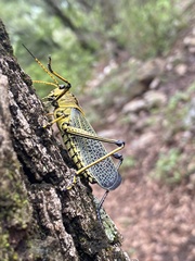 Taeniopoda tamaulipensis