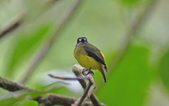 Myiotriccus ornatus