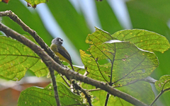 Myiotriccus ornatus