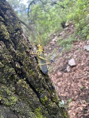 Taeniopoda tamaulipensis