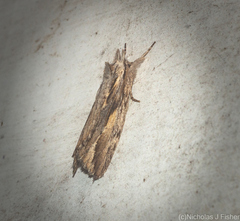 Ecnomodes sagittaria