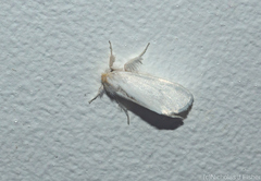 Euproctis panabra