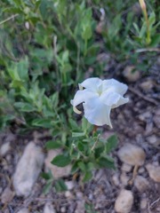 Mandevilla macrosiphon