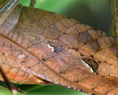 Tettigoniidae