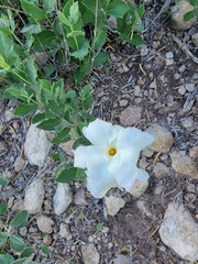 Mandevilla macrosiphon