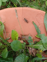 Chorthippus brunneus