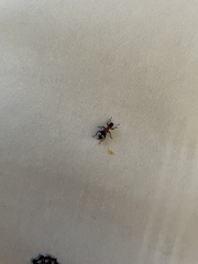 Thanasimus formicarius