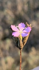 Dianthus borbasii
