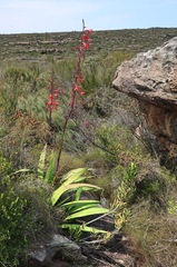 Watsonia vanderspuyae