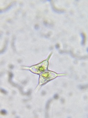 Staurodesmus dejectus